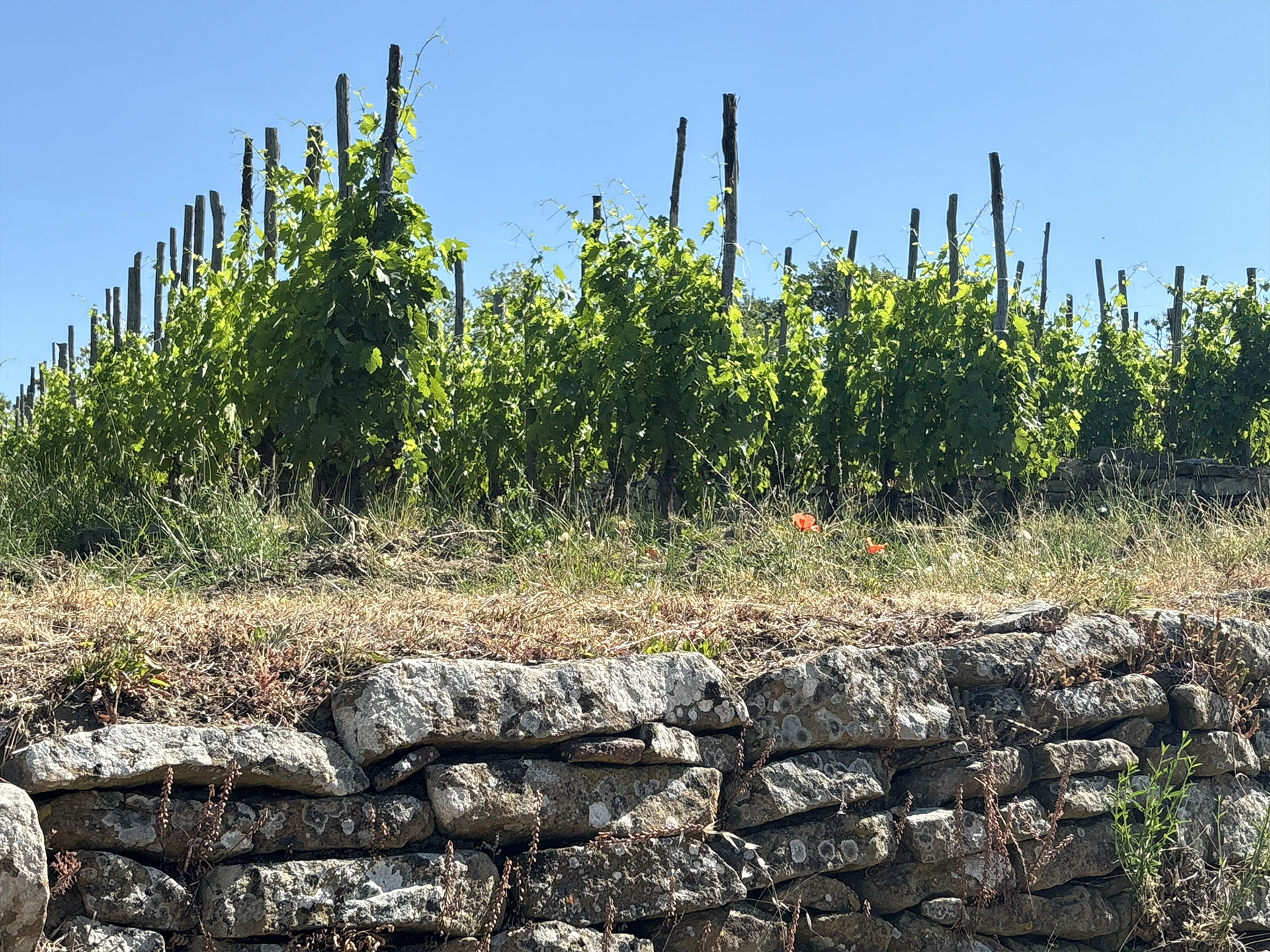le-masse-chianti