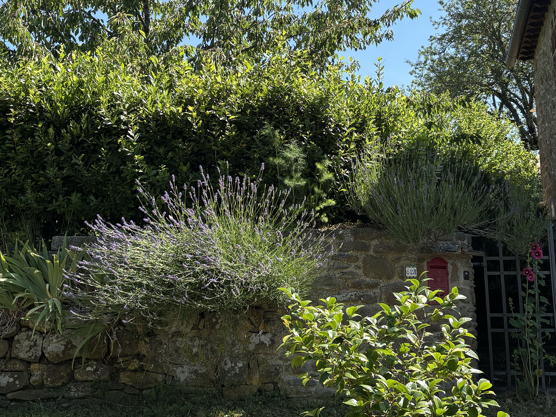 le-masse-lavanda-chainti
