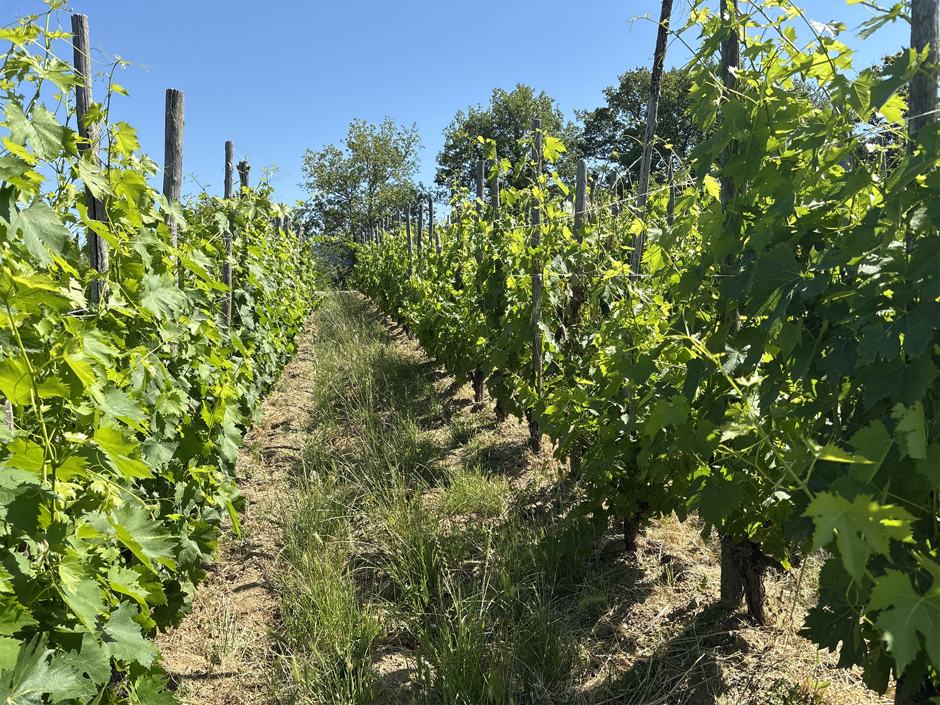 vigna-lamole